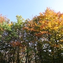 Automne au Mt-Pelerin - 002